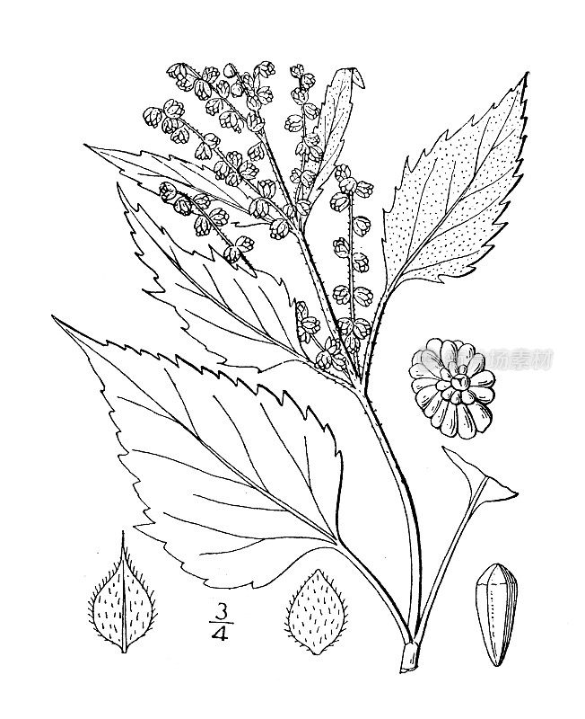 古植物学植物插图:Iva xanthiifolia, Burweed marsh Elder